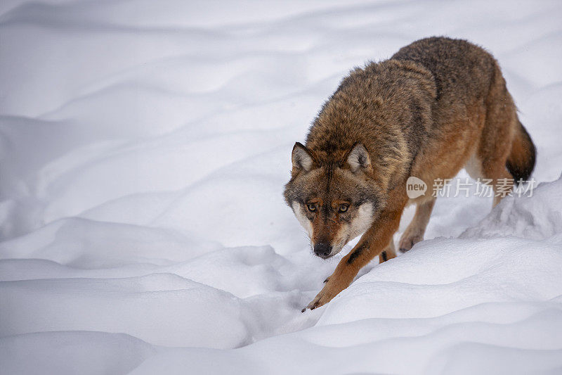 灰狼(Canis lupus)在冬天悄悄地前进